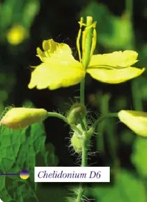 ЛІКУЄ, ВІДНОВЛЮЄ, ЗАХИЩУЄ лікує