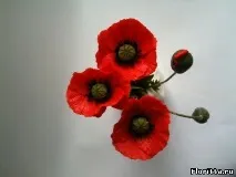 холодної