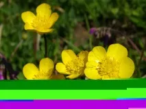 Лютик (куряча сліпота), Ботаніка сліпота