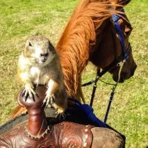 Лугові собачки підкорюють серця. підкорюють