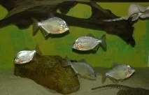 метініс
