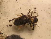 Мармуровий тарган (Nauphoeta cinerea), Клуб Любителів Мурах nauphoeta