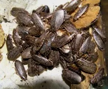 Мармуровий тарган (Nauphoeta cinerea), Клуб Любителів Мурах тарган