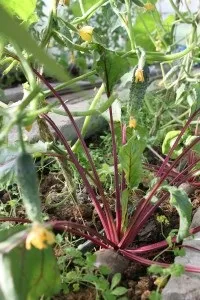 Огірки - ДАЧНІ ПОРАДИ З ГАЛИНОЮ СТАРОСІЛЬЦЕВОЮ старосільцевою