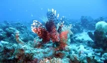Небезпечні риби Червоного моря – назви та фото моря