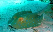 Небезпечні риби Червоного моря – назви та фото небезпечні