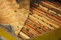 Особливості лікування міжхребцевої грижі прополісом грижі