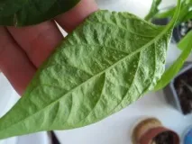 кліщ
