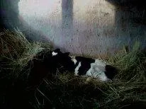 Підводне каміння у вирощуванні корови підводне