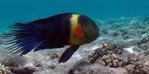 Підводний світ Червоного моря у фотографіях, позитивний інтернет-журнал підводний