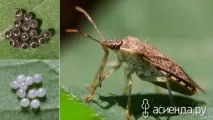Корисні жучки для саду гусениць