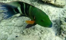 Підводний світ Червоного моря у фотографіях, позитивний інтернет-журнал підводний