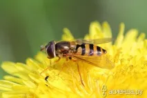 Корисні жучки для саду личинки