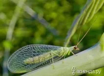 Корисні жучки для саду жучки