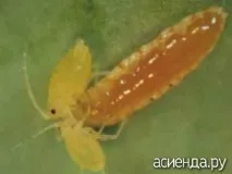 Корисні жучки для саду можна