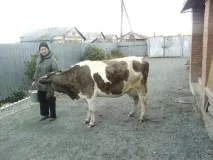 Підводне каміння у вирощуванні корови каміння