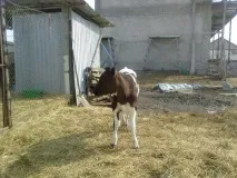 Підводне каміння у вирощуванні корови вирощуванні