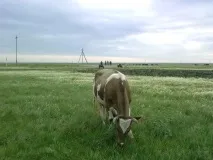 Підводне каміння у вирощуванні корови вирощуванні