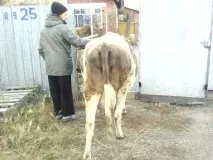 Підводне каміння у вирощуванні корови каміння
