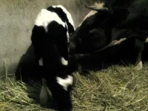 Підводне каміння у вирощуванні корови каміння