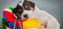 Чому собака не грає з іграшками Про Друга собака