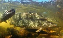 Післянерестовий жор щуки Ловля щуки наприкінці квітня - на початку травня (Відео) післянерестовий