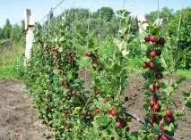 Посадка аґрусу – ключові моменти, Садівник (Садиба) посадка