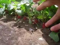 Посадка редиски насінням у відкритий ґрунт тонкості вирощування насінням