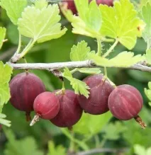 Посадка аґрусу посадки