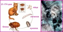 Профілактика та лікування бліх у шотландських кішок, МУРКОТИКИ шотландських