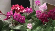 Розмноження стрептокарпусів із насіння насіння