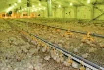 Розведення бройлерів у домашніх умовах як бізнес – поради розведення