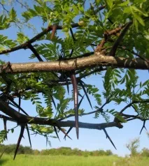 Рослинність пустель і напівпустель, Невідоме про відоме - цікаві факти про рослини та невідоме