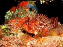 Риба йорж, або Отруйнийколючий камінь отруйнийколючий