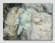 моря