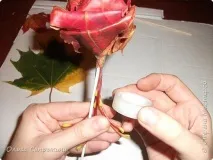 листя