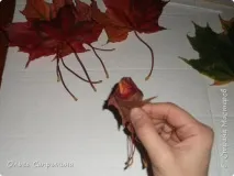 кленового