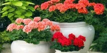 Сонник герань до чого сниться герань уві сні герань