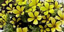 Сонник герань до чого сниться герань уві сні чого