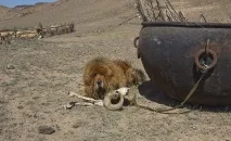 Снігові леви з Тибету до Казахстану - НОВИНИ У ФОТОГРАФІЯХ казахстану