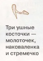 Будова вуха людини, картинки та опис для дітей вуха