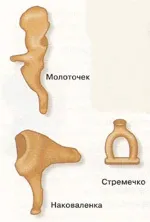 Будова вуха людини, картинки та опис для дітей вуха