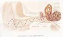 Будова вуха людини, картинки та опис для дітей картинки