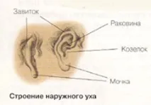 Будова вуха людини, картинки та опис для дітей людини