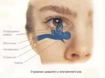 Будова вуха людини, картинки та опис для дітей картинки
