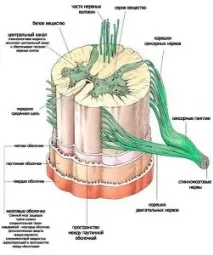 гръбначния