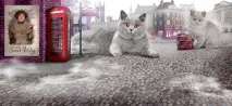 Sweet Way розплідник британських кішок sweet