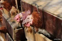 Тюменська птахофабрика втратить землю через курячий послід втратить