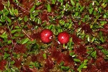 Vaccinium macrocarpon – це macrocarpon