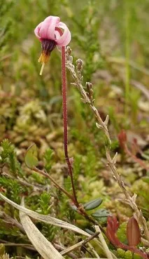Vaccinium macrocarpon – це Vaccinium
